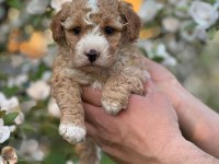 Mükemmel kalite maltipoo yavrular için geç kalmayın