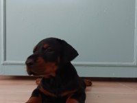 Üst düzeyde a şecere a kalite doberman