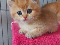 Safkan british shorthair secereli gold