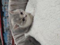 2 Aylık Bebiş Kediler