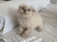 YENİ YUVA ARIYOR BRİTİSH LONGHAİR