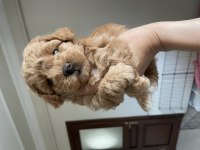 1 Aylık Poodle Dişi