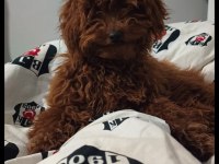 Toy poodle dişi yavru 7 aylık