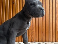 CANE CORSO IRKININ EN İYİLERİNİ BEN İSTEYENLERE