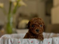 KORE teacup boy toy poodle yavrular Türkiyenin iyileri