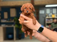 KALİTELİ POODLE BEBEKLER