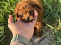 Petmode köpek çiftliğinde ziyarete açık toy poodle
