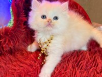 Safkan british shorthair ve scottish fold yavrular