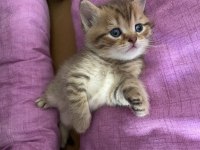 British shorthair kedimiz