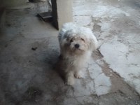 Terrier cinsi dişi köpeğimiz