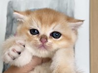 Golden British Shorthair