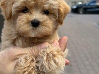 Sağlık ve ırk garantili kore maltipoo