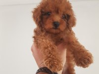 23 Haziran Doğumlu Poodle Bebekler