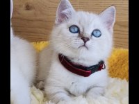 Show Kalite Maviş Point British Shorthair Bebeğim