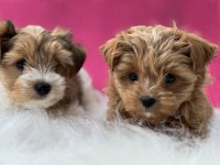 Petmode köpek çiftliğinden tea cup morkie