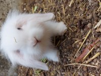 HOLLANDA LOP TAVŞANLAR
