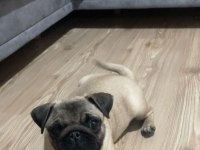 PUG CİNSİ 3.5 AYLIK DİŞİ KÖPEK (EŞYALARIYLA BERABER)