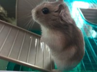 HAMSTER-GONZALES YAVRULARIMIZ HERYERE GÖNDERİM