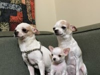 İzmir Chihuahua teacup yavrular