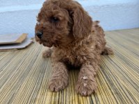 F2 maltipoo sıfır tüy dökülmesi
