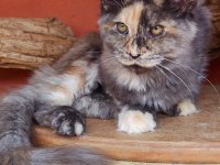 Maine coon kedimiz