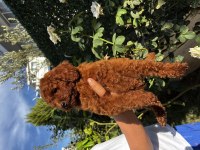 Sağlıklı Irk Garantili Erkek Yavru Poodle
