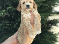 POODLE AYARINDA HARİKA MALTİPOO YAVRULARI