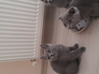 2 british, 1 scottish fold 3 aylık yavru sahiplendirme