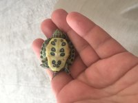 Singapur Kaplumbağa Evinizin Yeni Dostu