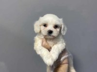 kore maltese a class