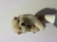 1 aylık pomeranian boo bebeklerimiz
