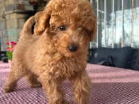 A kalite toy poodle yavrularımız