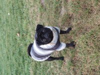 3 Yaşında Dişi Orjinal Pug Mops