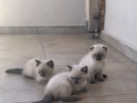 Scottish Shorthair ve British Shorthair Blue Point