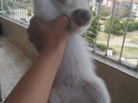 Sütten yeni kesilmiş scottish fold yavrular