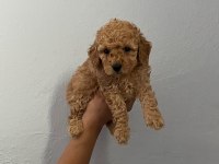 ORJİNAL TOY POODLE