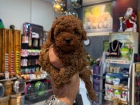 Safkan Toy Poodle Yavrular