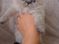 Yakışıklı bir erkek scottish fold