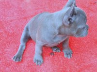 mükemmel anatomi blue quad erkek french bulldog yavru