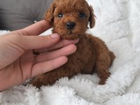 Toy Poodle Yavrular Veteriner Kontrollü
