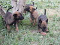 A kalite dişi Malinois Yavrular