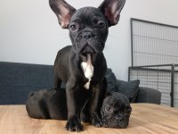 A+ Kalite FRENCH BULLDOG yavrularımız