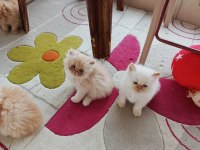 İran persian yavru