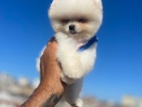 Pomeranian teddy sizler için Ankarada