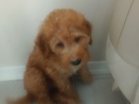 Toy poodle 3 aylık