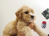 Orijinal Maltipoo Yavrular Randevu Alarak Bakabilirsiniz
