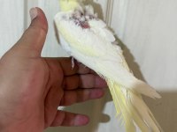 51 Günlük Lutino Sultan Bebek