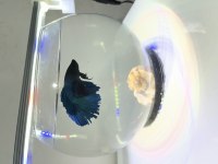 Betta balığı