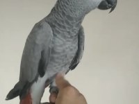 11 aylık jako kongo dişi kuşumuz