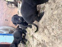 Cane corso blue yavrular